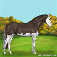 Horse Color:Liver Chestnut Sabino Splash 