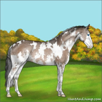 Horse Color:White Spotted Brown Dun Splash Rabicano 