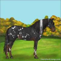 Horse Color:White Spotted Liver Chestnut 