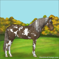 Horse Color:White Spotted Chocolate Palomino 
