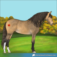 Horse Color:Unknown 