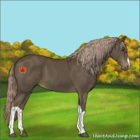 Horse Color:Chocolate Palomino 