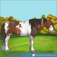 Horse Color:Bay Sabino Tobiano 