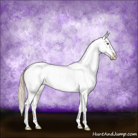 Horse Color:Chocolate Palomino Appaloosa
