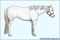 Horse Color:Liver Chestnut Pearl Sabino Appaloosa 