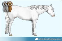 Horse Color:Silver Black Sabino Appaloosa Rabicano