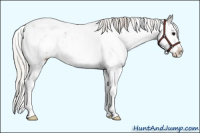 Horse Color:Silver Black Sabino 