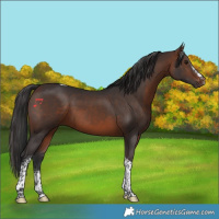 Horse Color:White Spotted Brown Tobiano 