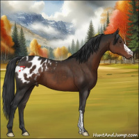 Horse Color:Liver Chestnut Appaloosa 