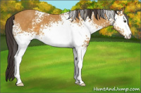 Horse Color:White Spotted Buckskin 
