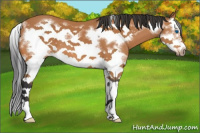 Horse Color:Bay Splash Frame