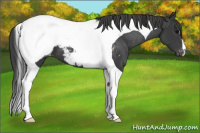 Horse Color:Black Tobiano Near Fewspot 