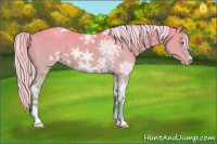 Horse Color:Gold Cream Champagne Ice Dun Sabino 
