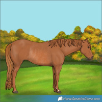 Horse Color:Chestnut Rabicano 