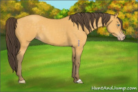 Horse Color:Amber Cream Champagne 