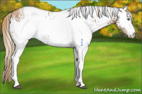 Horse Color:White Spotted Liver Chestnut Pearl 