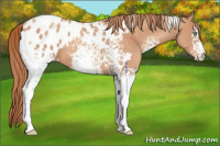 Horse Color:White Spotted Gold Champagne Appaloosa 