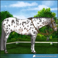 Horse Color:Brown Appaloosa