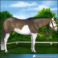 Horse Color:Buckskin Splash 