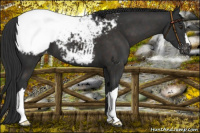 Horse Color:Liver Chestnut Appaloosa 