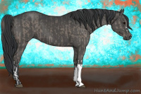 Horse Color:Grullo  and Grullo 