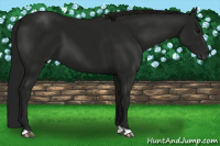 Horse Color:Gray Smoky Black 