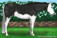 Horse Color:Gray Smoky Black Splash