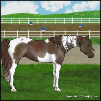 Horse Color:Liver Chestnut Tobiano 
