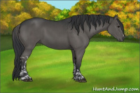 Horse Color:Grullo  and Grullo 