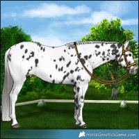 Horse Color:White Spotted Black Appaloosa