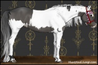 Horse Color:Grullo  and White Spotted Grullo 