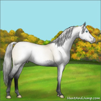 Horse Color:Gray Void Silver Smoky Black Pearl Splash 
