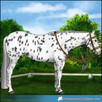 Horse Color:Black Appaloosa