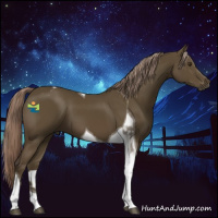 Horse Color:Chocolate Palomino Tobiano 