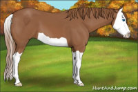 Horse Color:Chestnut Splash 