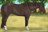 Horse Color:Liver Chestnut 