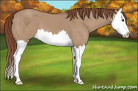 Horse Color:Red Dun Splash 