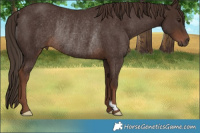 Horse Color:Liver Chestnut Rabicano 