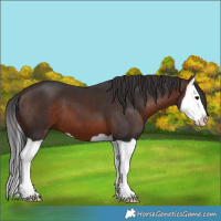 Horse Color:Brown Splash 