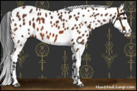 Horse Color:Bay Leopard