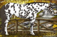 Horse Color:Smoky Black Near Leopard 