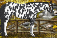 Horse Color:Black Near Leopard 