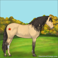 Horse Color:Buckskin Dun