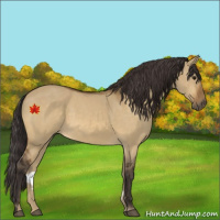 Horse Color:Buckskin Dun 