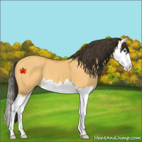 Horse Color:Buckskin Dun Splash 