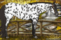 Horse Color:Liver Chestnut Near Leopard 
