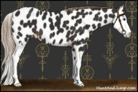 Horse Color:Liver Chestnut Sabino Splash Appaloosa 