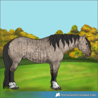 Horse Color:Grullo and Brown Dun