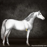 Horse Color:Gray White Spotted Liver Chestnut Sabino