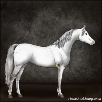 Horse Color:Gray White Spotted Liver Red Dun Ice Sabino Appaloosa Rabicano 
